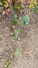 Hamamelis × intermedia