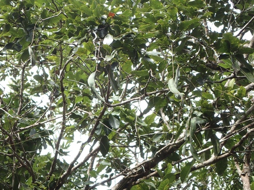 Archidendropsis paivana, photograph 1