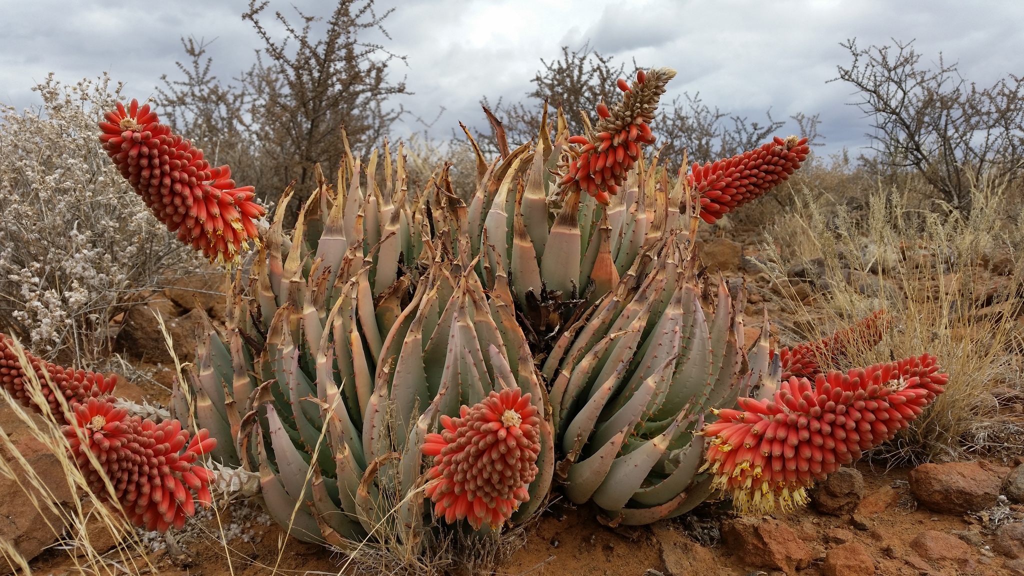 Aloe claviflora