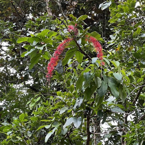 Archidendropsis paivana, photograph 3