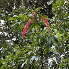 Archidendropsis paivana, photograph (c) Sue Carnahan, some rights reserved (CC BY)