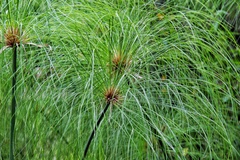 Cyperus papyrus