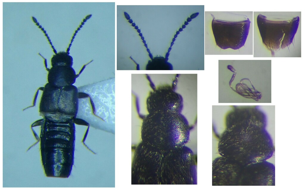 Atheta atramentaria