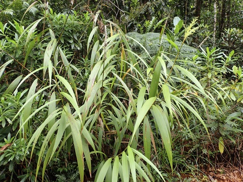 Joinvillea plicata (Joinvillea plicata)