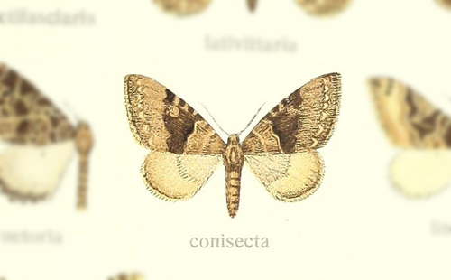 Pareustroma conisecta