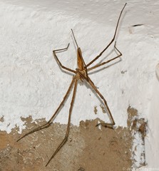 Euprosthenops