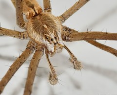Euprosthenops