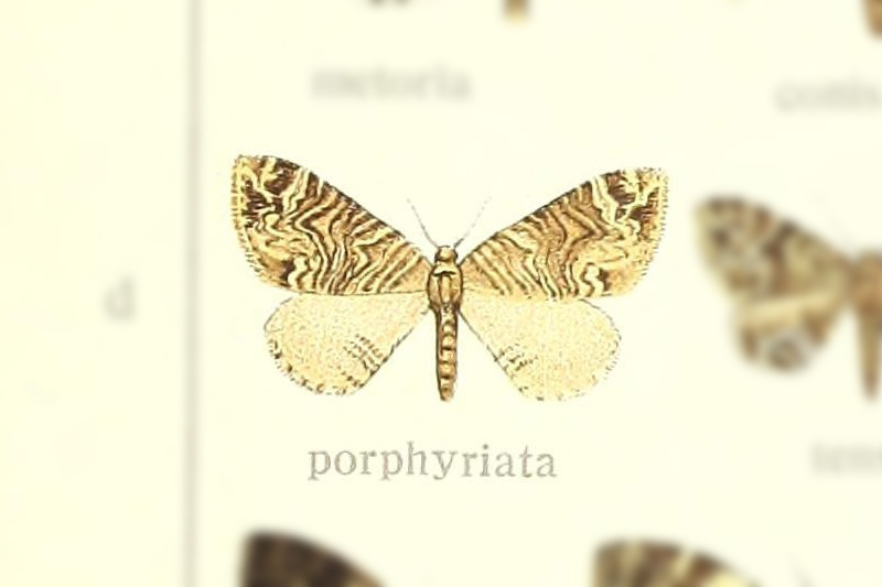 Lobogonodes porphyriata