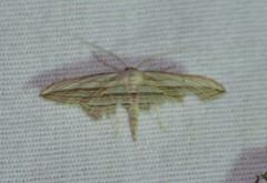 Arcobara multilineata