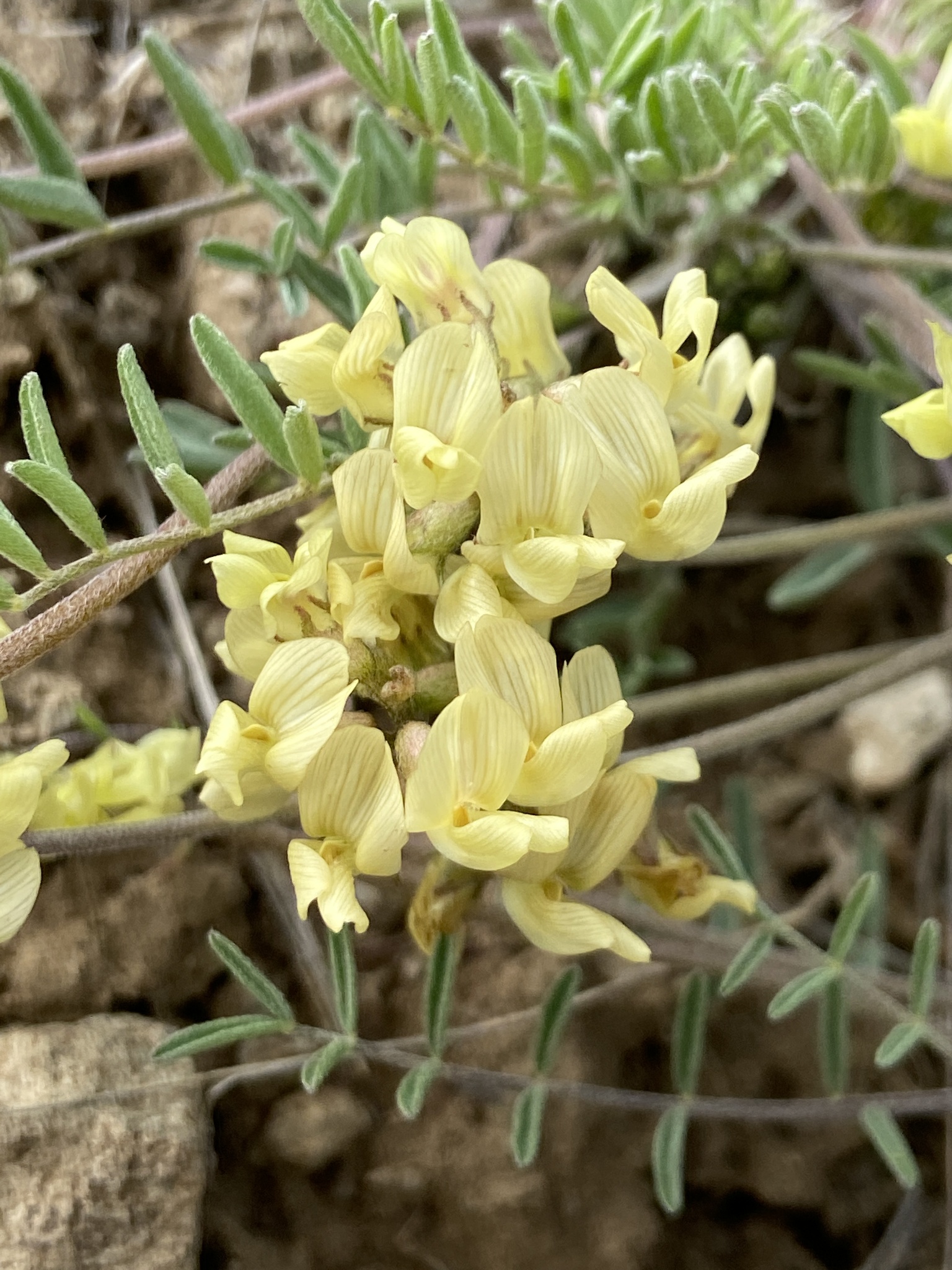Astragalus misellus var. pauper