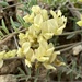 Astragalus misellus pauper - Photo (c) Andrea Wuenschel, algunos derechos reservados (CC BY-NC), subido por Andrea Wuenschel