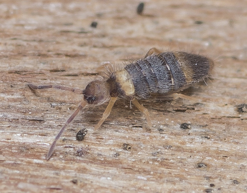 Entomobrya albocincta, 17139 Basedow, Deutschland, photo 4 of 10