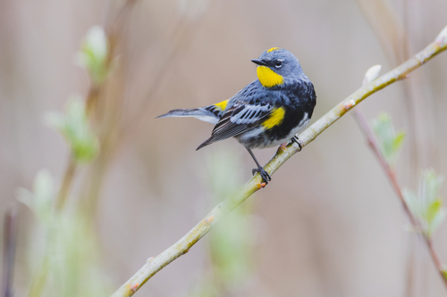 Yellow-rumped Warbler, photo 6 of 9