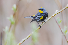 Yellow-Rumped Warbler photo 1