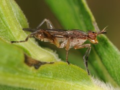 Sepedon armipes