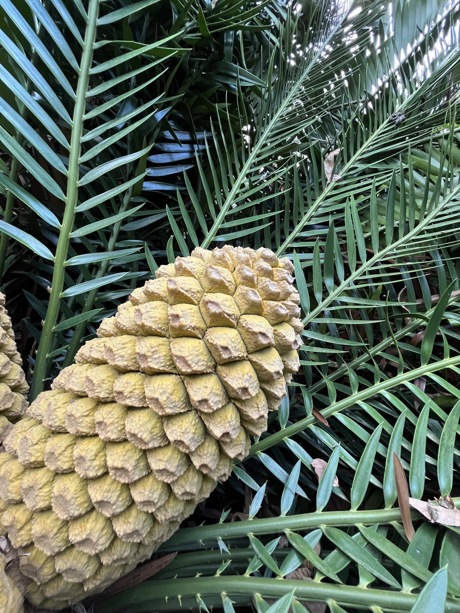 Encephalartos msinganus