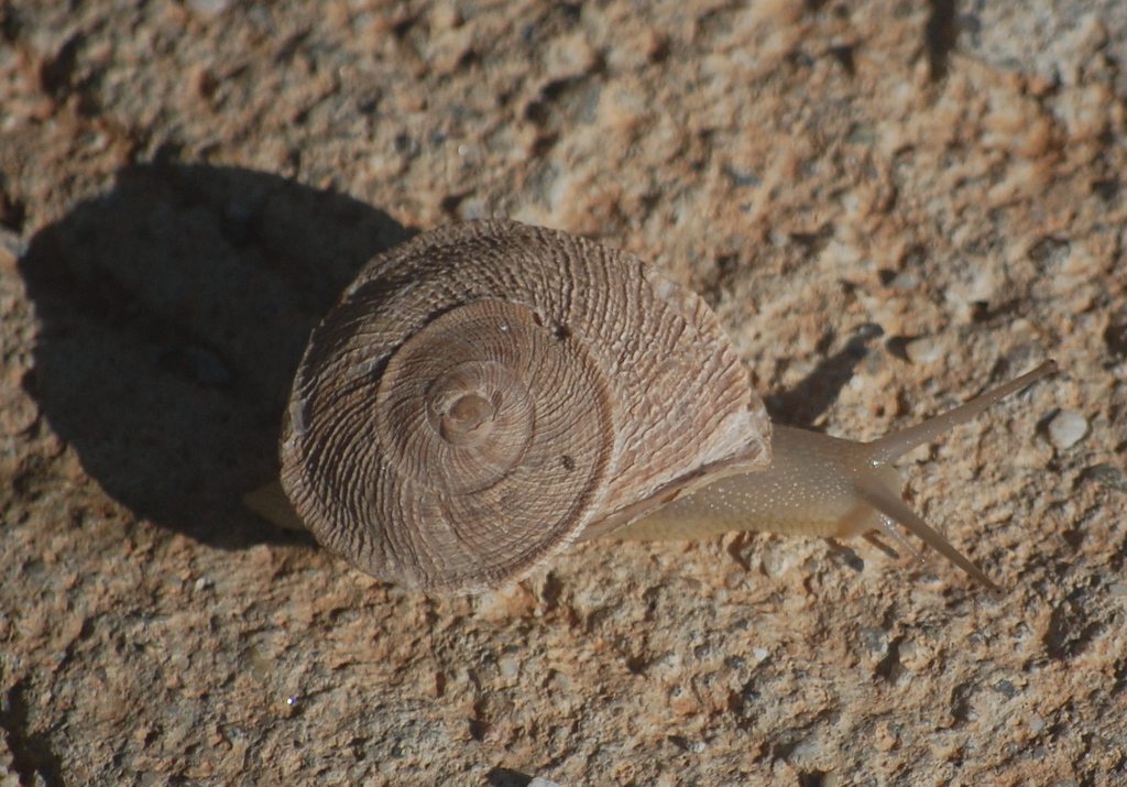 Iberus