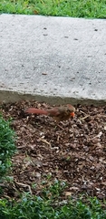 Cardinalis
