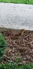 Cardinalis
