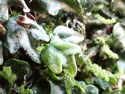 Image of Ficus thunbergii by (c) W Rao, some rights reserved (CC BY)