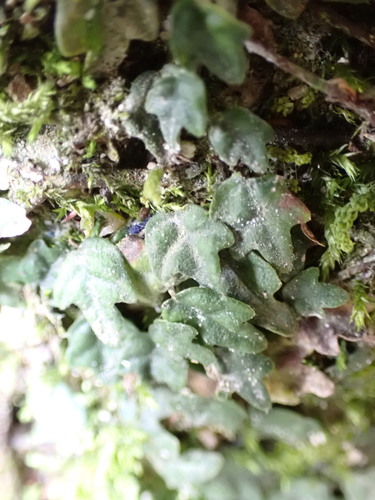 Image of Ficus thunbergii by (c) W Rao, some rights reserved (CC BY)