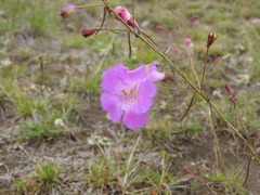 Agalinis peduncularis