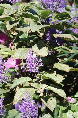 Image of Plectranthus ecklonii by (c) Tony Rebelo, some rights reserved (CC BY-SA)