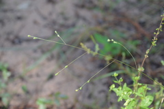 Kellochloa brachyantha