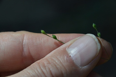 Kellochloa brachyantha