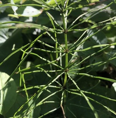 Equisetum pratense image
