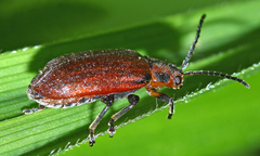 Xanthogaleruca maculicollis