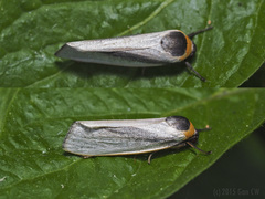 Paraona micans