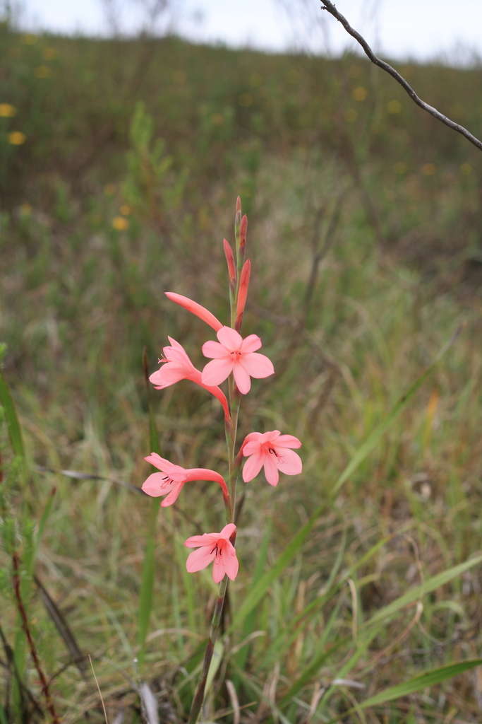 Gardenroute Hybrid Watsonia
