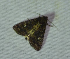 Condica albigera