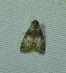 Pococera maritimalis
