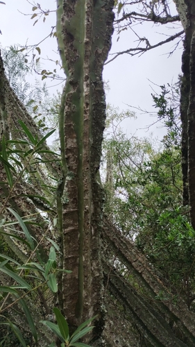 Image of Cereus stenogonus by no rights reserved