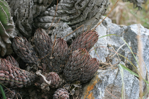 Foto de Rabo de jacaré