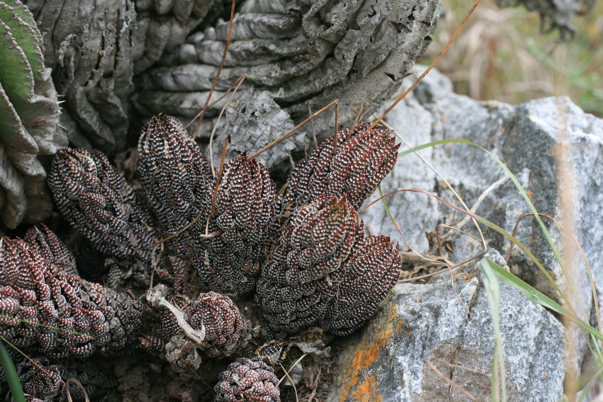 Imagem de Rabo de jacaré