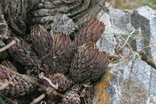 Foto de Rabo de jacaré