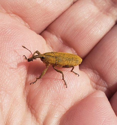 Rhubarb Weevil photo 4