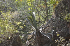 Agave vilmoriniana