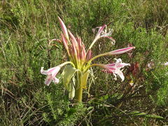 Crinum stuhlmannii delagoense