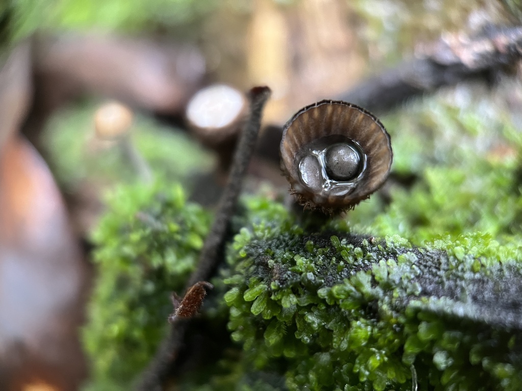Cyathus striatus · April 2023 · photo: © bealeiderman (iNaturalist, cc-by)