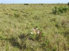 Crinum stuhlmannii delagoense
