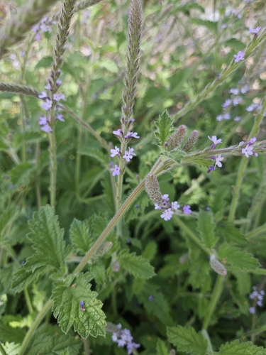 iNaturalist observation photo of western vervain