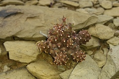 Euphorbia braunsii