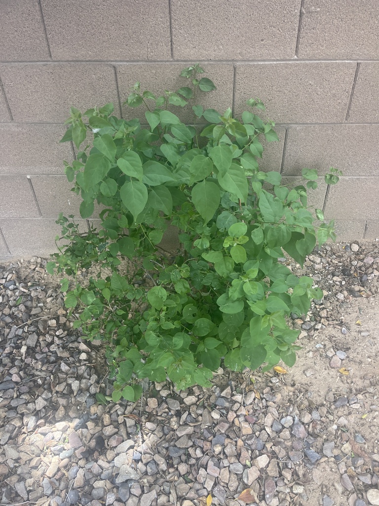 plants from W Aster Dr, Surprise, AZ, US on April 24, 2023 at 0149 PM