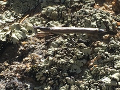 Litaneutria pacifica