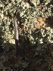 Litaneutria pacifica