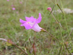 Agalinis peduncularis